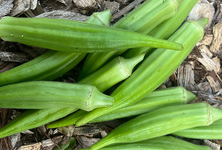 okro.jpeg