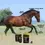 Thumbnail: Hempflavin Pellets for Horses