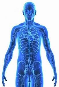 Vertebral Subluxations and Vascular Diseases