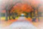 Park in the Fall_edited.jpg
