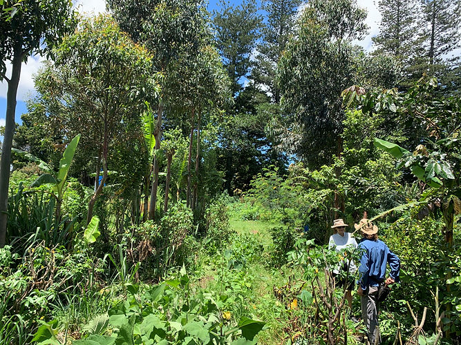 food forests Dan Kelly.jpg