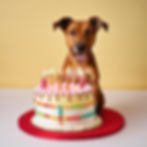 A happy dog sits by a colorful birthday cake with lit candles. The cake features pastel decorations on a red base, set against a yellow background.