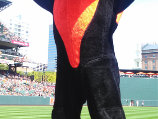 Baltimore Orioles Mascot