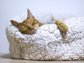 a cat sleeping in a bed