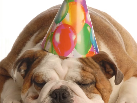 a dog with a birthday hat