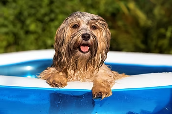 Wet dog with shaggy fur peeks over a blue inflatable pool edge, tongue out. Lush greenery in the background, creating a playful vibe.