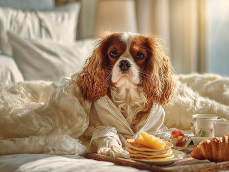 a dog eating breakfast in bed