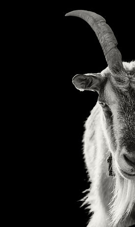 GOAT Wellness | Chicago