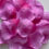 Thumbnail: Purple/Purple Petals