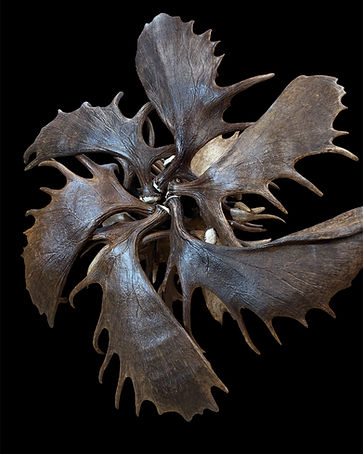 Bottom view of a large Denali moose antler chandelier measuring 6 feet wide with handcraft