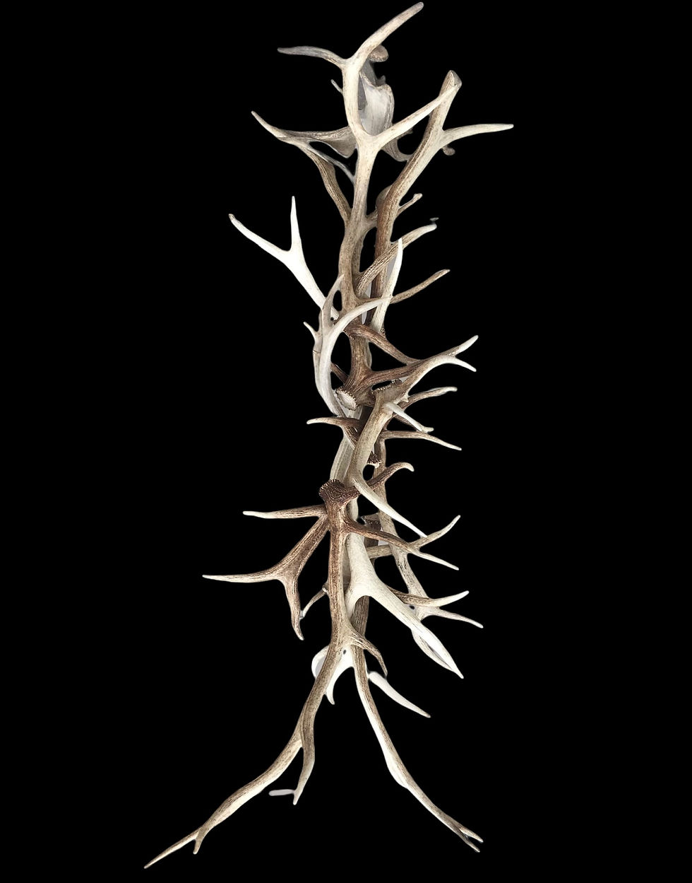 Antler coat and hat rack