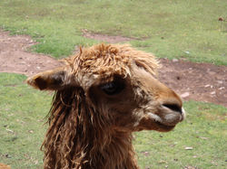 Lama face
