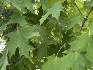How to Properly Plant Trees and Shrubs for Long-Term Success