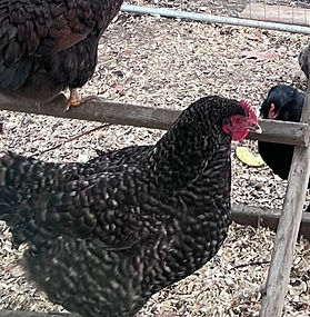 Helena Bonham Clucker