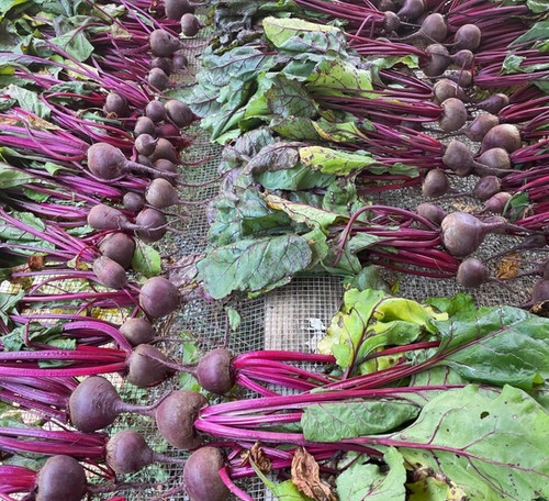 2025 Fall Csa Spring Forest