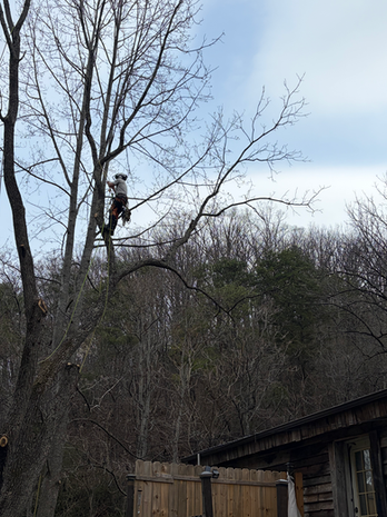 Tree worker in a tree