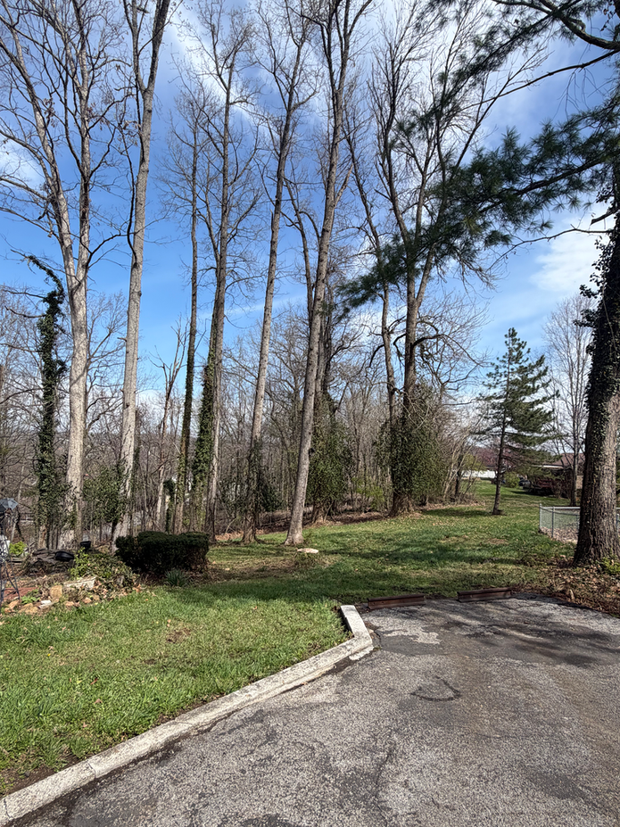 large tree in a yard