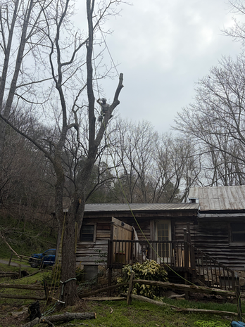 arborist in a tree with a log cabin