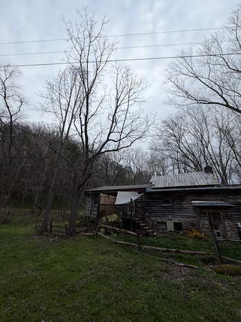 tree hovering over log cabin