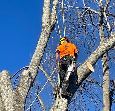 Professional arborist with chainsaw trimming tall tree branches against blue sky.