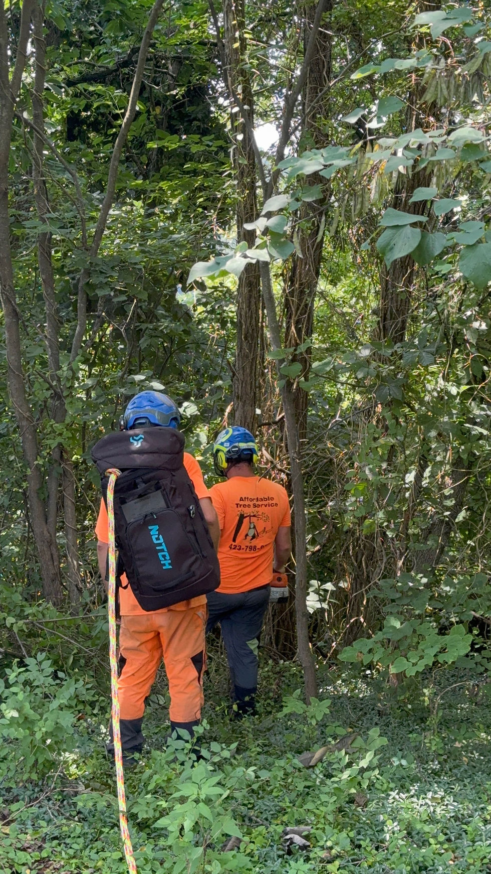 tree workers with rope