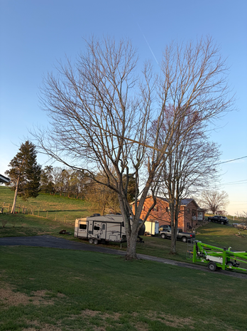 large tree with a green lift