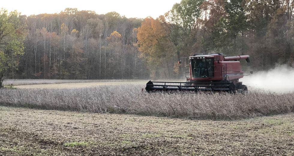 red combine harvesting soybeans in fall