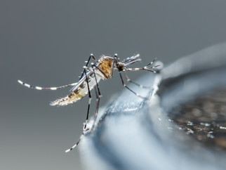 First case of autochthonous dengue near Lyon, France