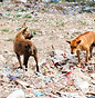 Rabies dogs.jpg
