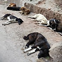ISNTD Connect World Rabies Day.jpg