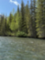 "Drunken Tree" (left side of the photo) SixMile Creek Hope, AK