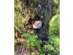 The Inner Work of Leadership