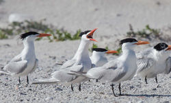 Wildlife in Gulf Shores, AL