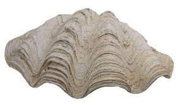 CLAM.jpeg
