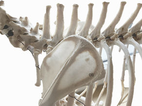 Dornfortsätze Wirbelsäule