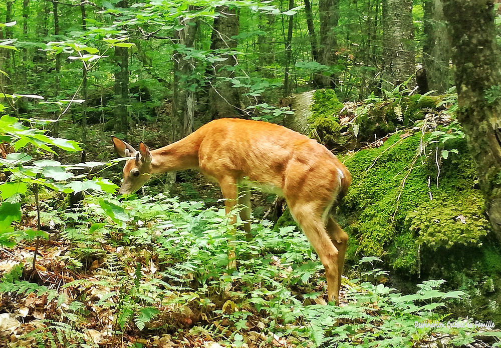 Sentier La roche Mont tremblant Destination Québec en famille