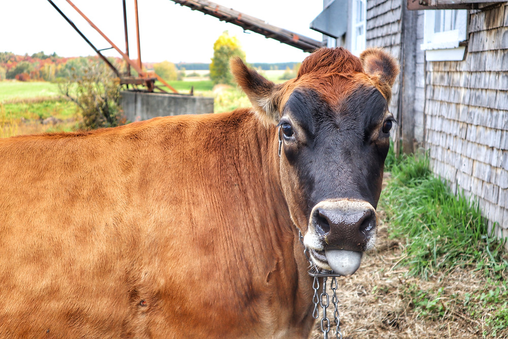 Ferme Marichel par Destination Québec en Famille