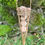 Thumbnail: Natural willow bird feeder