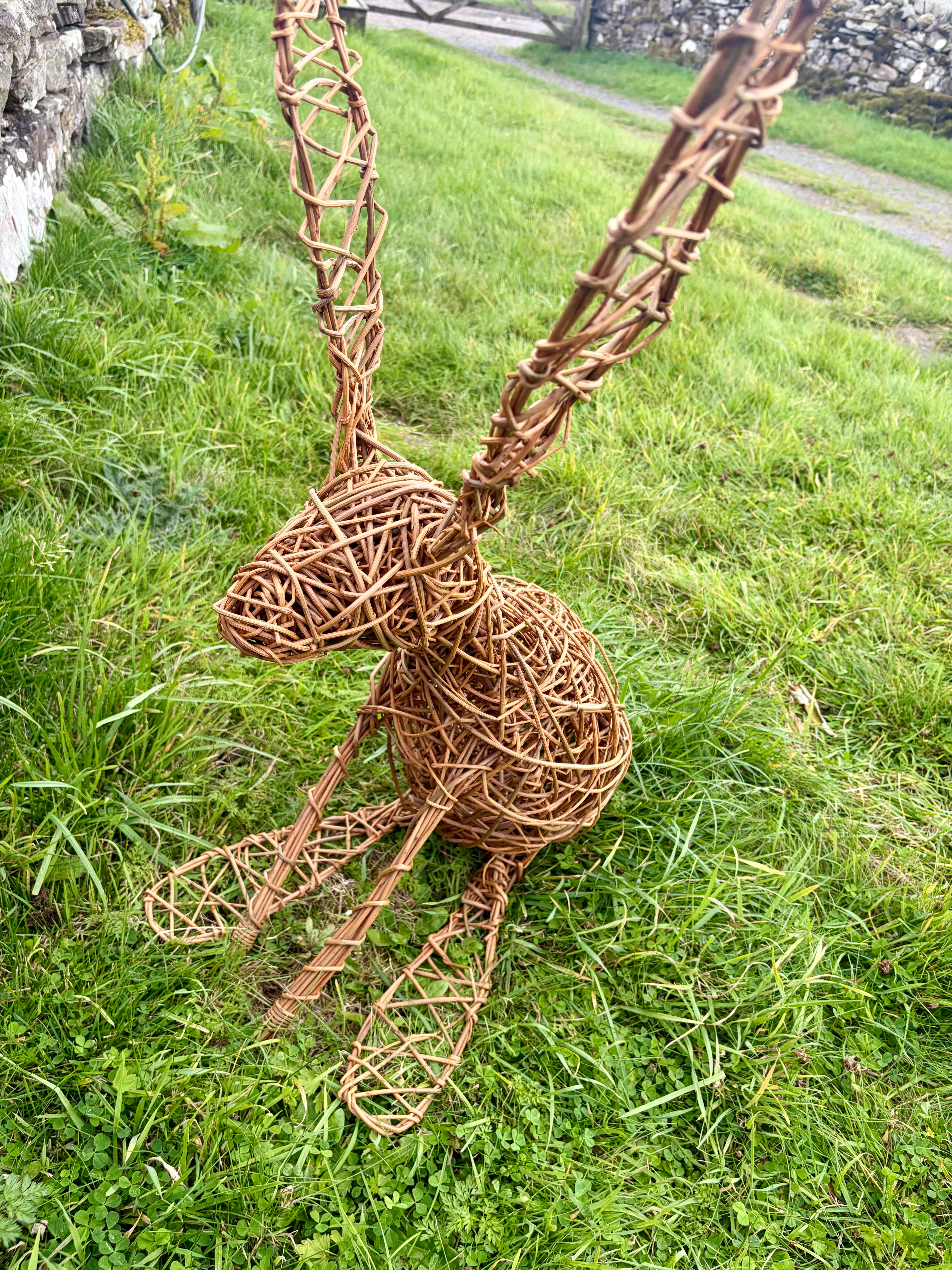 large willow hare