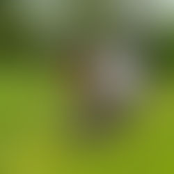 Volunteer pushing a wheelbarrow