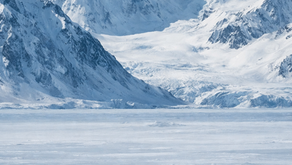 A lone penguin walking away from the group across an icy landscape, symbolizing penguin marketing and independent brand thinking