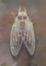 baby cicada