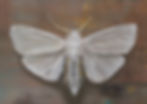 white moth with gold small