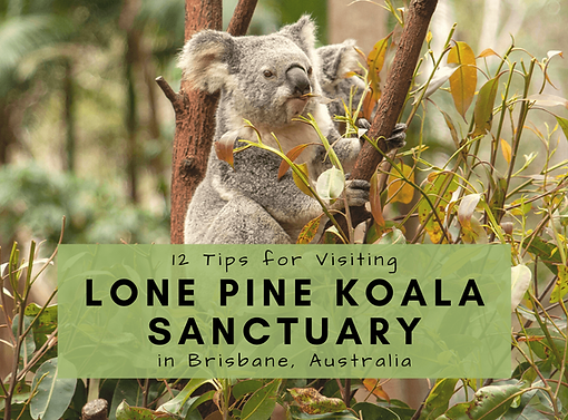Lone Park Koala Sanctuary.png