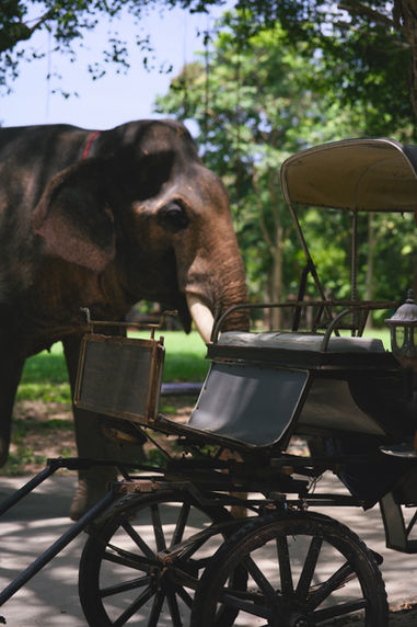 Discover the charm of a traditional wooden cart, once a common sight in Thai villages. Crafted from sturdy timber and designed for practical use, this vintage cart reflects the simplicity and ingenuity of rural life in days gone by.