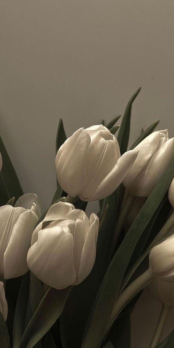 white-tulip-flower