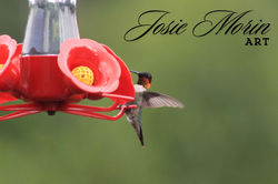 Hummingbird, 2024