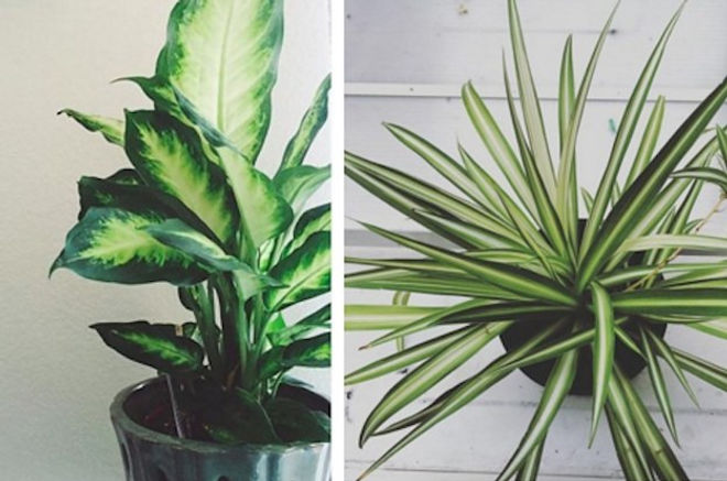 xx-air-purifying-house-plants-that-wont-