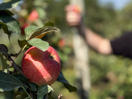 Apple Picking and extra fall inspired activities