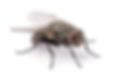 Fly Control